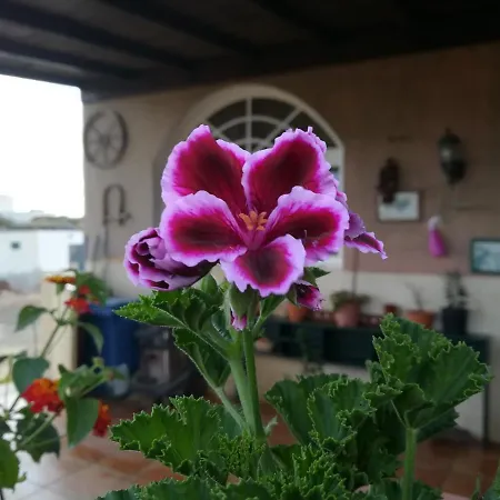 Casa Papi Проживание в семье Лахарес